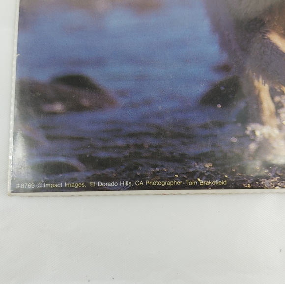 - Bruce lakofka, Tom Bakefield posters wolf panther 8x10 3 prints lot - Picture 10 of 14